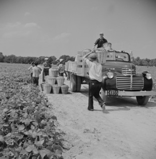 Truck Being Loaded with Bushels of String Beans picked by Day Laborers from Neighboring Towns, Seabrook Farms, Bridgeton, New Jersey, USA, Marion Post Wolcott for Farm Security Administration, July 19...