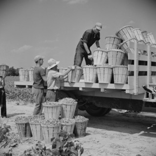 Truck Being Loaded with Bushels of String Beans picked by Day Laborers from Neighboring Towns, Seabrook Farms, Bridgeton, New Jersey, USA, Marion Post Wolcott for Farm Security Administration, July 19...