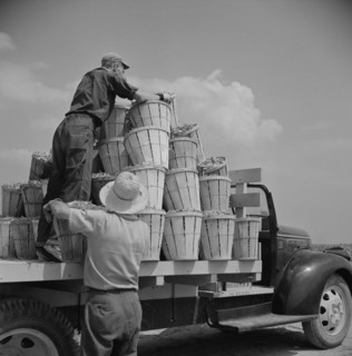 Truck Being Loaded with Bushels of String Beans by Two Day Laborers, Rear View, Seabrook Farms, Bridgeton, New Jersey, USA, Marion Post Wolcott for Farm Security Administration, July 1941