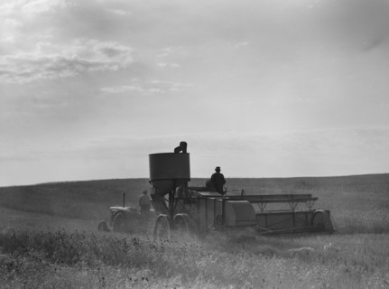 Two Farmers Harvesting Wheat with Combine, near Culbertson, Montana, USA, Marion Post Wolcott for Farm Security Administration, August 1941