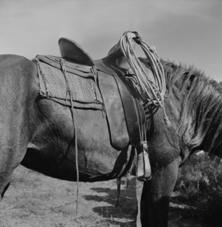 Detail of Saddle on Horse at Rodeo, Ashland, Montana, USA, Marion Post Wolcott for Farm Security Administration, July 1941