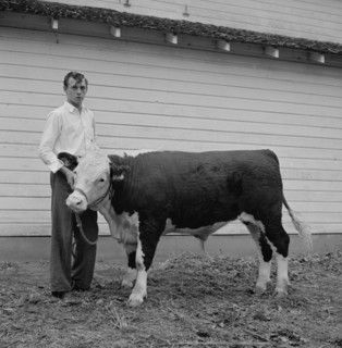 Teen Boy with Hereford Steer, Mitchell, Nebraska, USA, Marion Post Wolcott for Farm Security Administration, September 1941
