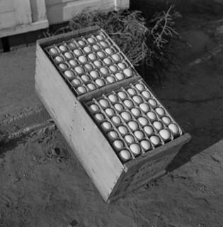 Eggs Produced by Poultry Enterprise of Two Rivers Non-Stock Cooperative Association, a Farm Security Administration (FSA) Project, Waterloo, Nebraska, USA, Marion Post Wolcott for Farm Security Admini...