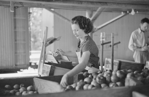 Woman Packing Tomatoes for Market at Small Packing Depot, Terry, Mississippi, USA, Carl Mydans for U.S. Resettlement Administration, June 1936