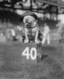 U.S. Marines Football Team Mascot on 40-Yard Marker, National Photo Company, October 1923