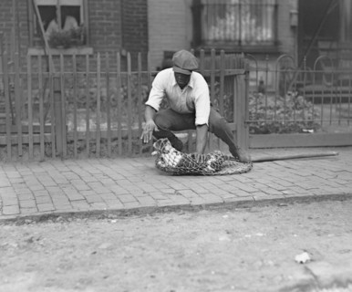 Dog Catcher with Dog in Net, Washington DC, USA, National Photo Company, July 1924