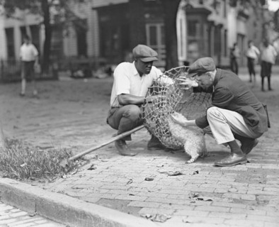 Dog Catcher, Washington DC, USA, National Photo Company, July 1924