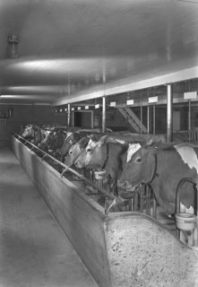 Cows in Barn, Wisconsin, USA, Gottscho-Schleisner Collection, June 1944