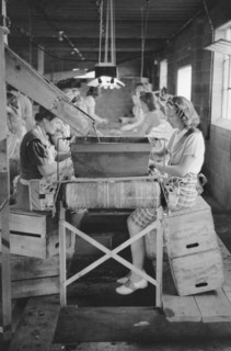 Migrant Girls Working in Cherry Canning Plant, Berrien County, Michigan, USA, John Vachon for Farm Security Administration, July 1940