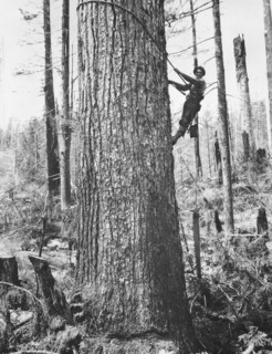 High Climbing Logger, Washington, USA, Arthur M. Prentiss for Farm Security Administration, 1935