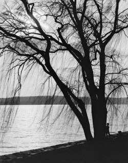 Tree Silhouette at Water's Edge with Moonlight, Potomac Park, Washington DC, USA, Detroit Publishing Company, 1910