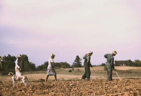 Group of People Working with Hoes in Cotton Field on Rented Land, Greene County, Georgia, USA, Jack Delano for Farm Security Administration - Office of War Information, June 1941