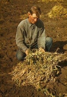 Bill Stagg, Homesteader, Harvesting his Pinto Beans, Pie Town, New Mexico, USA, Russell Lee for Farm Security Administration - Office of War Information, October 1940