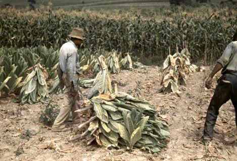 Two Workers Putting Burley Tobacco on Sticks to Wilt After Cutting Before it is Taken to Barn for Drying and Curing, Russell Spears Farm, near Lexington, Kentucky, USA, Post Wolcott for Farm Security ...