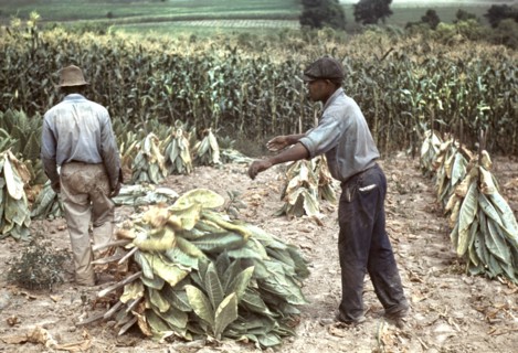 Two Workers Putting Burley Tobacco on Sticks to Wilt After Cutting Before it is Taken to Barn for Drying and Curing, Russell Spears Farm, near Lexington, Kentucky, USA, Post Wolcott for Farm Security ...