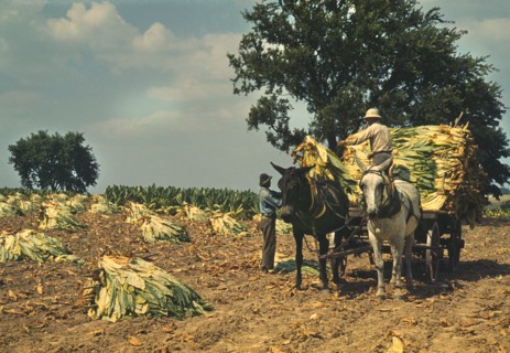 Two Workers Taking Burley Tobacco from the Fields after it had been cut, to dry and cure in barn, Russell Spears Farm, near Lexington Kentucky, USA, Post Wolcott for Farm Security Administration, Sept...