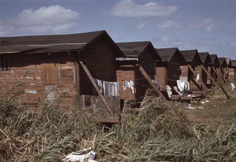 Row of Homes Condemned by Board of Health that are Still Occupied by African-American Migratory Workers, Belle Glade, Florida, USA, Marion Post Wolcott for Farm Security Administration, January 1941