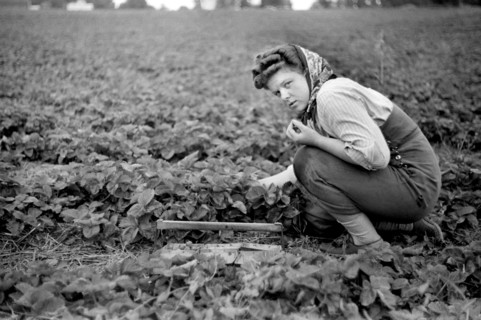 Strawberry Picker, Berrien County, Michigan, USA, John Vachon for Farm Security Administration July 1940