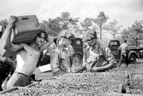 Cranberry Scoopers with Load of Cranberries at Checking Station, Burlington County, New Jersey, USA, Arthur Rothstein for Farm Security Administration, October 1938