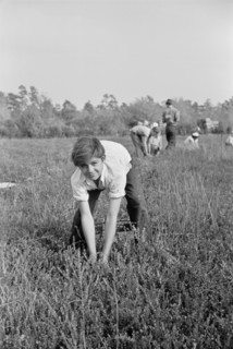 Boy Picking Cranberries, Burlington County, New Jersey, USA, Arthur Rothstein for Farm Security Administration, October 1938