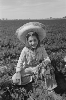 Agricultural Worker in Carrot Field, Yuma County, Arizona, USA, Russell Lee, Farm Security Administration, February 1942
