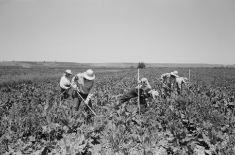 Japanese-American Farm Workers Working in Sugar Beet Field, Farm Security Administration (FSA) Mobile Camp, Nyssa, Oregon, USA, Russell Lee, Farm Security Administration, July 1942