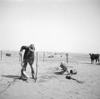 Dust Bowl Farmer Raising Fence to keep it from being Buried under Drifting Sand, Cimarron County, Oklahoma, USA, Arthur Rothstein, Farm Security Administration, April 1936