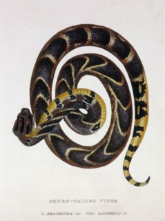 Short Tailed Viper (V. Brachyura), Hand-Colored Engraving, circa 1830