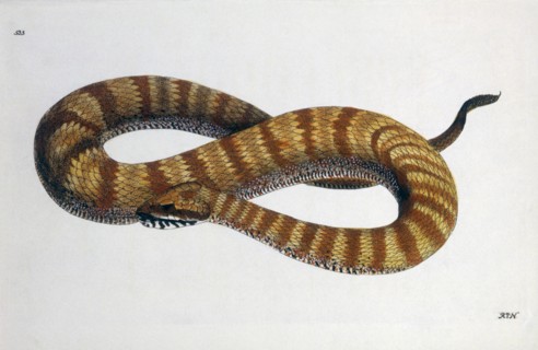 Unidentified Snake, Hand-Colored Engraving, circa 1830