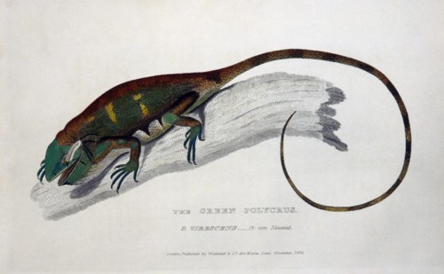 Green Polycrus (P. Virescens), Engraving, circa 1830