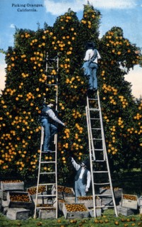 Picking Oranges, California, USA, Hand Colored Photograph, circa 1919