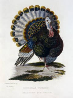 Honduras Turkey, Meleagris Ocelisata, Hand-Colored Engraving, 1828
