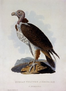 Nubian Vulture, V. Nubian, Hand-Colored Engraving, 1827