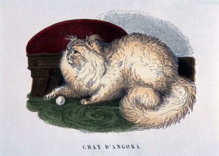 Angora Cat, Hand-Colored Engraving, Paris, France, circa 1824