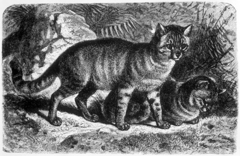 Egyptian Cats, Animate Creation, Engraving, circa 1898