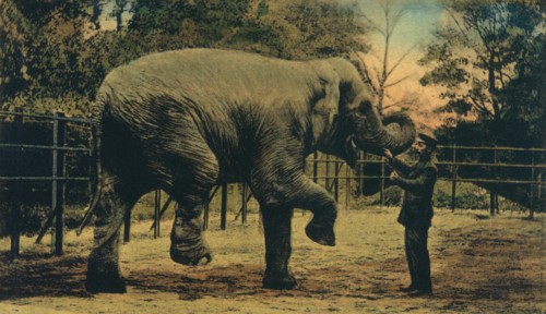 Elephant with Trainer at Zoo, Dusseldorf, Germany, circa 1909