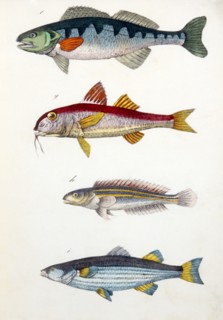 Perch, Barbel, Rainbow Fish and Tench Fish, Hand-Colored Woodcut, circa 1799