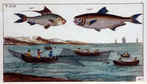 Fish and Fishermen, Hand-Colored Woodcut, circa 1800