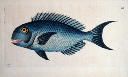 Blue Coryphaena Fish, The Naturalist's Miscellany, Shaw and Nodder, Hand-Colored Engraving, circa 1799