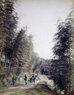 Person in Rickshaw Being Pulled Through Bamboo Garden, Japan, 1880