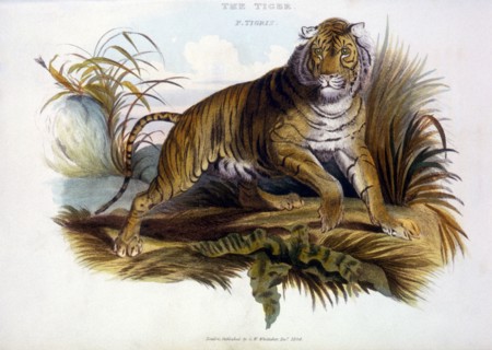 Tiger, Panthera Tigris, Hand-Colored Engraving, 1824
