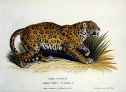 Jaguar, F. Onca, Hand Colored Engraving, 1825