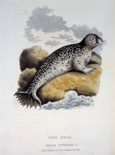Seal, Phoca Vitulina, 1824
