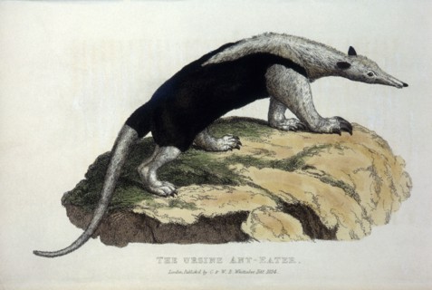 Ursine Anteater, Hand-Colored Engraving, 1824