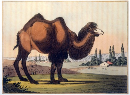 Bactrian Camel, Hand-Colored Engraving from P.S. Pallas' Travels Through Southern Provinces of the Russian Empire in the Years 1793 and 1794