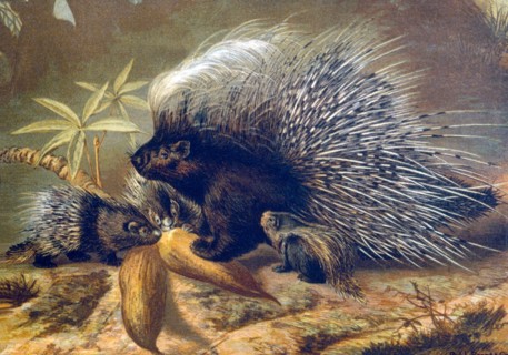 Porcupines, Lithograph, circa 1898