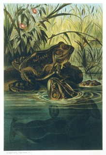 Bullfrogs, Chromolithograph, 1885