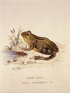 Green Frog, Rana Esculenta, Hand Colored Engraving, 1830