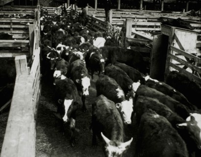 Cattle at Stockyards, Chicago, Illinois, USA, 1944