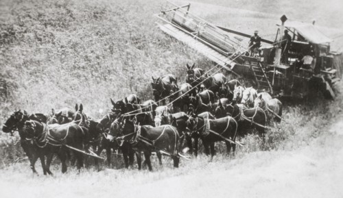 24-Horse Team and Combine on Farm, Washington, USA, 1930